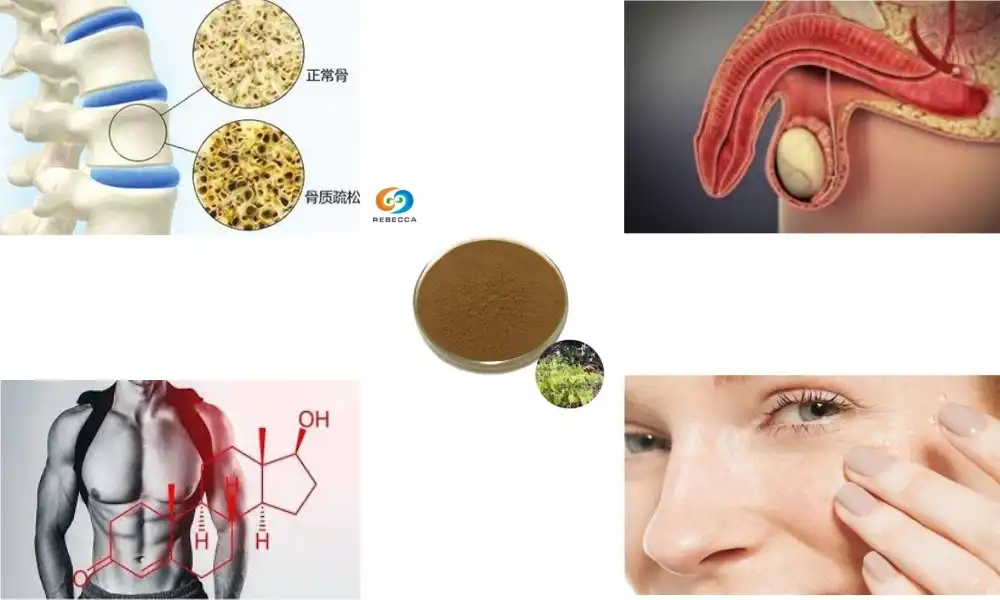 Epimedium Grandiflorum Extract: Boosting Male Vitality Safely